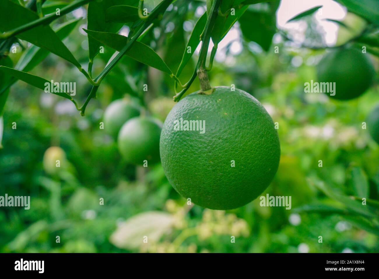 Bari1 Sweet Malta Fruit Plants Garden in the Bangladesh. Malta Cultivation in Bangladesh. Image