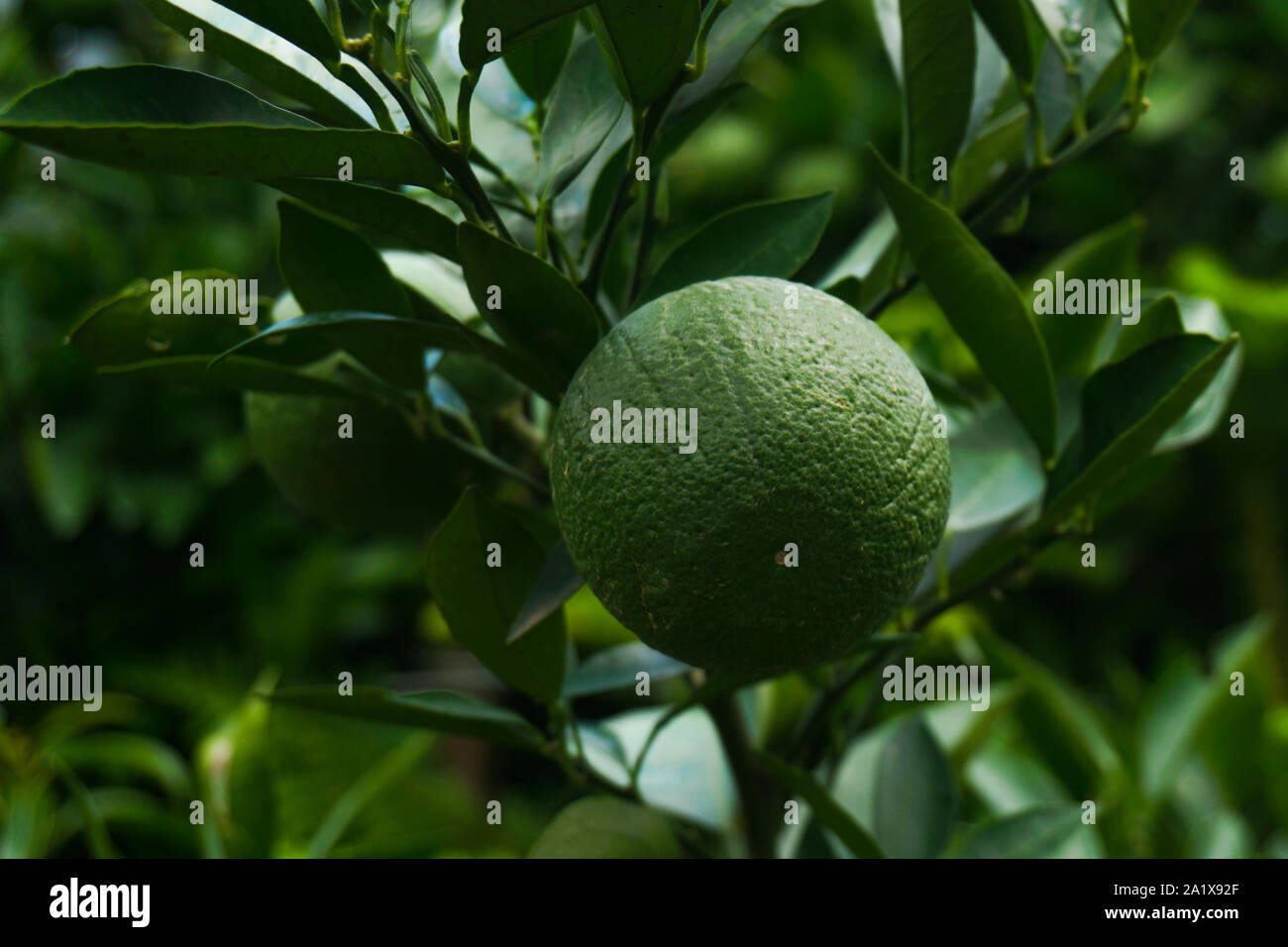 Bari1 Sweet Malta Fruit Plants Garden in the Bangladesh. Malta Cultivation in Bangladesh. Image