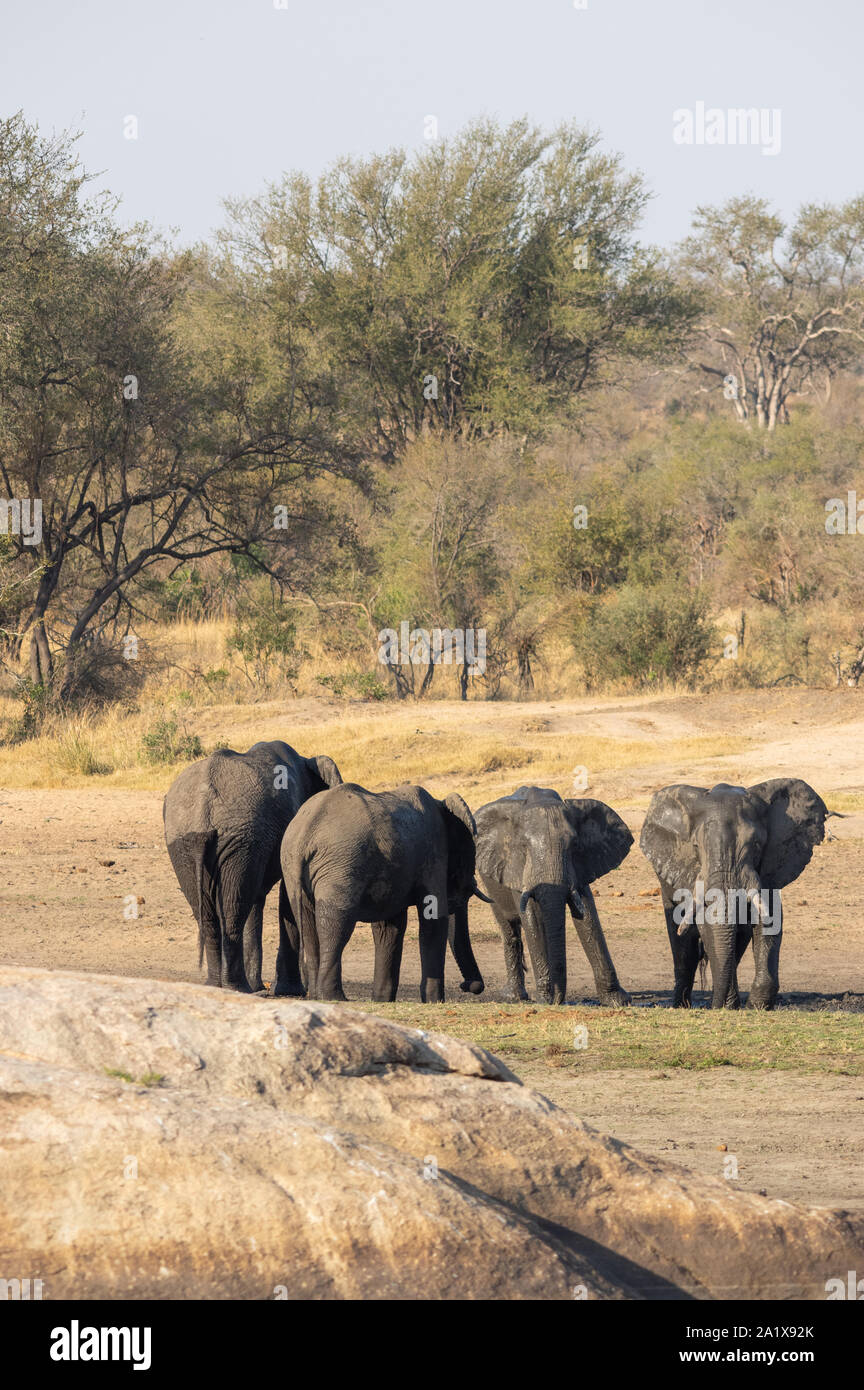 Elephants in Kruger National Park, South Africa Stock Photo