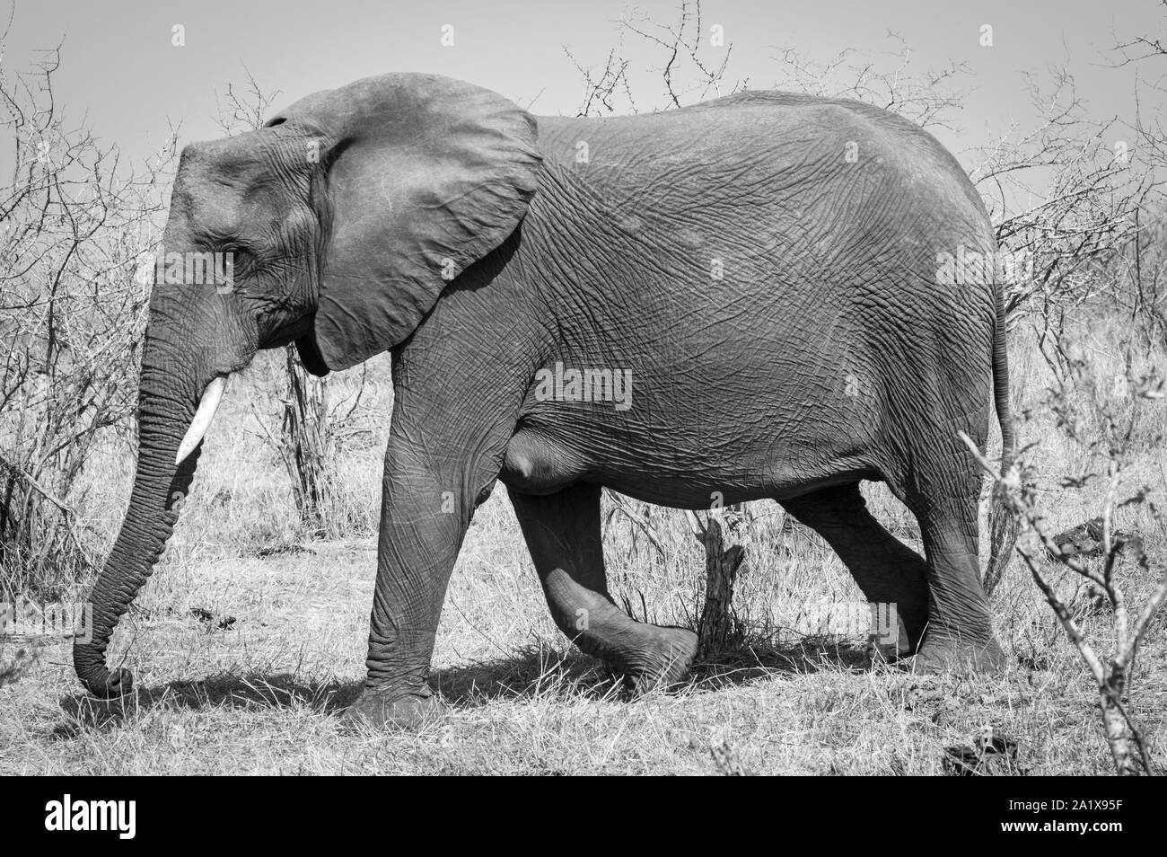 Elephants in Kruger National Park, South Africa Stock Photo