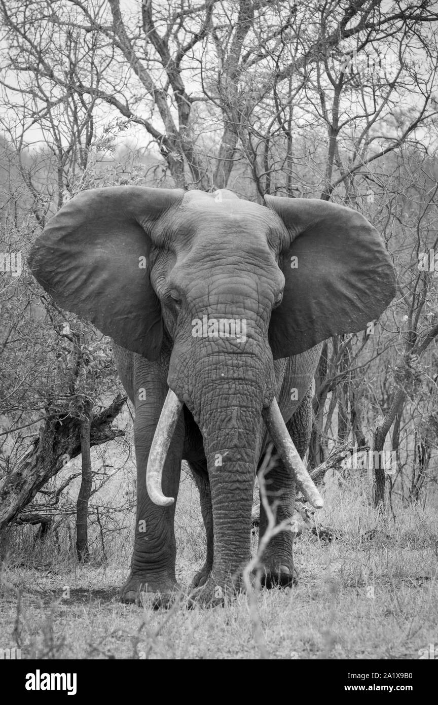 Elephants in Kruger National Park, South Africa Stock Photo