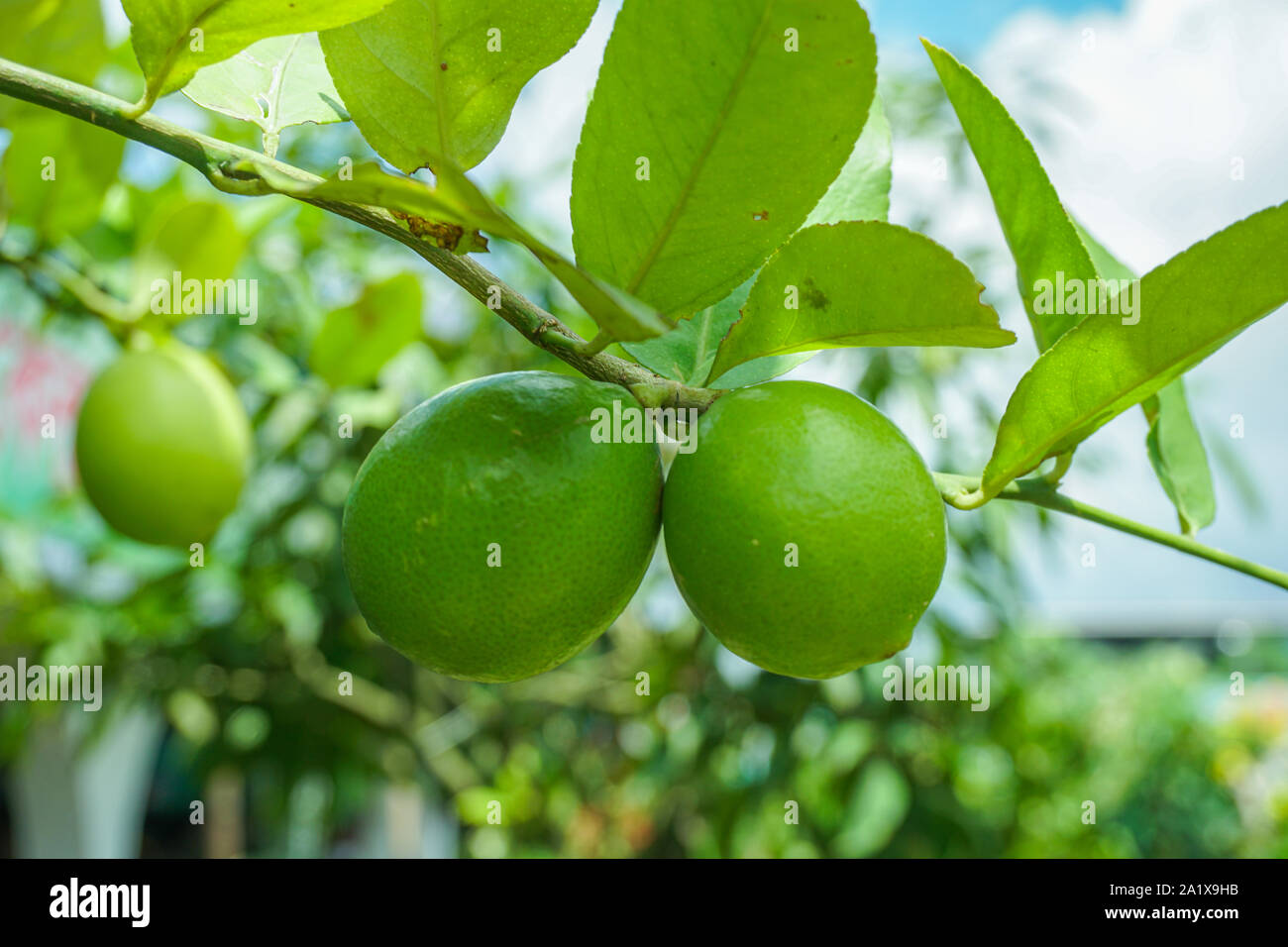 Green Lemons tree in the garden with green blur background. Green Lemon