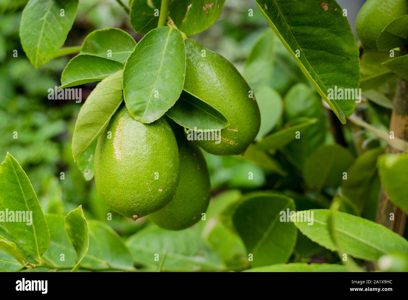 Green Lemons tree in the garden with green blur background. Green Lemon