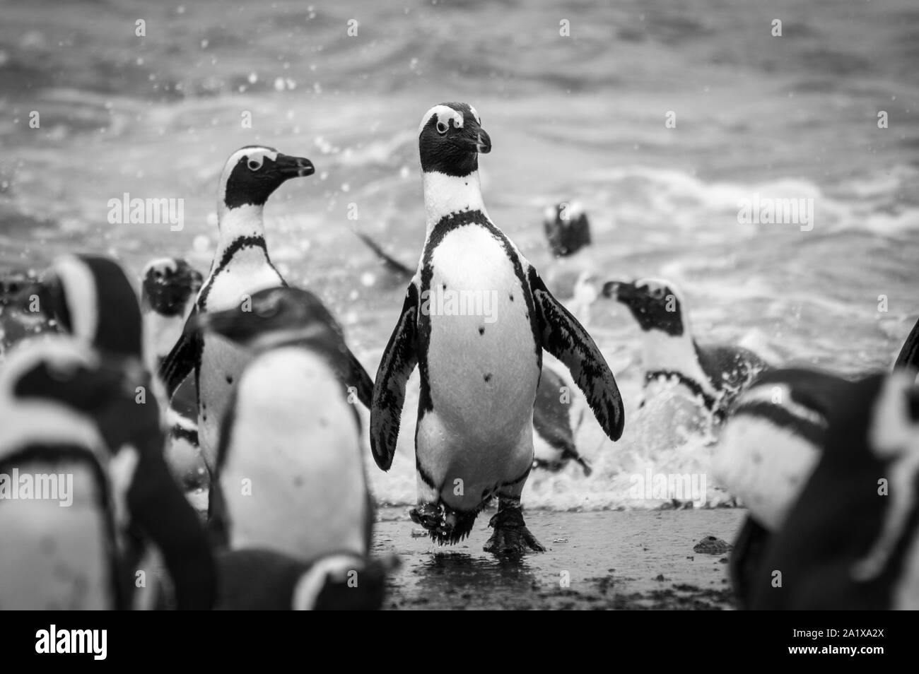 Penguins on the beach in Cape Town, South Africa Stock Photo