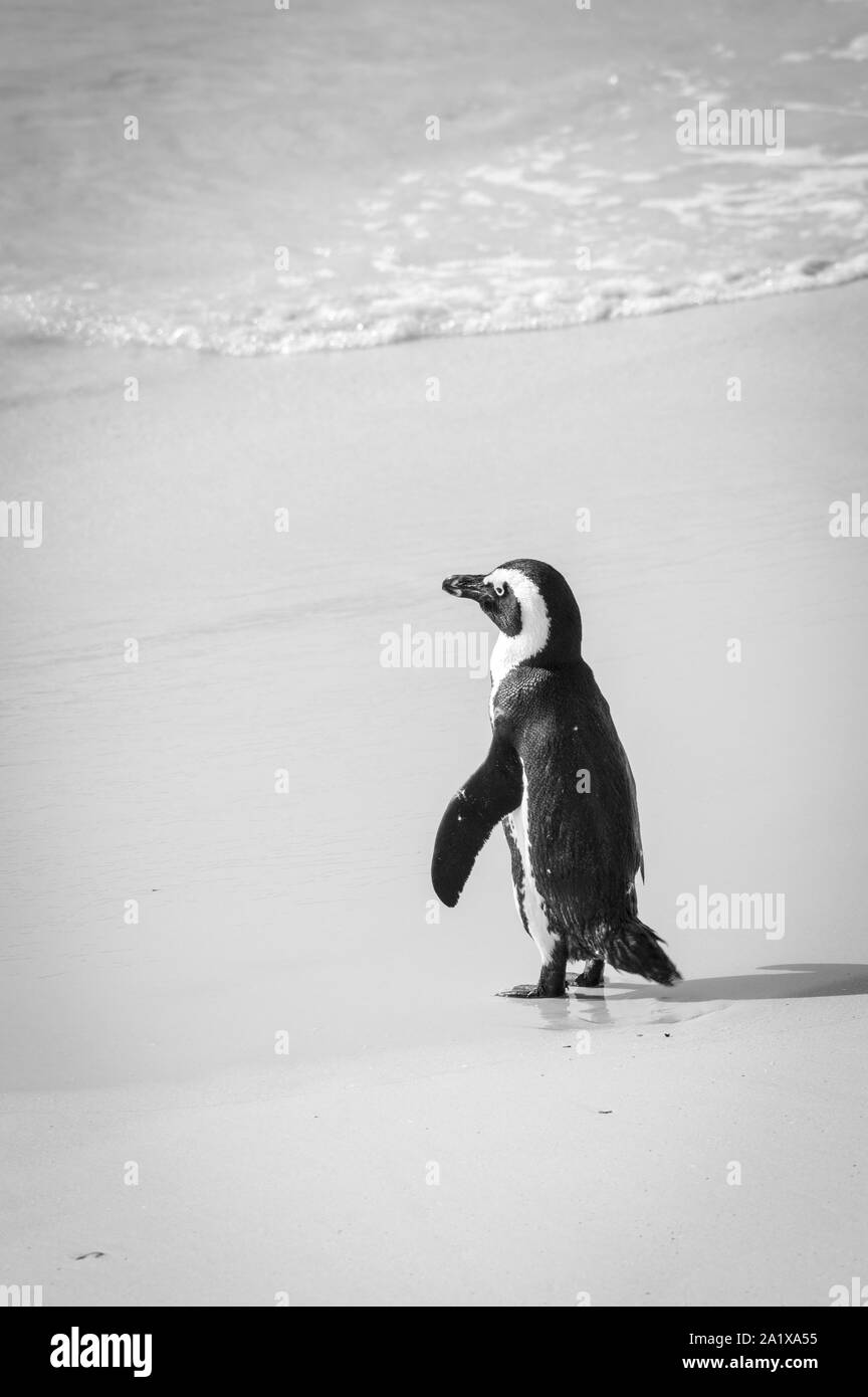 Cape Penguins walking on the beach in Cape Town, South Africa Stock Photo