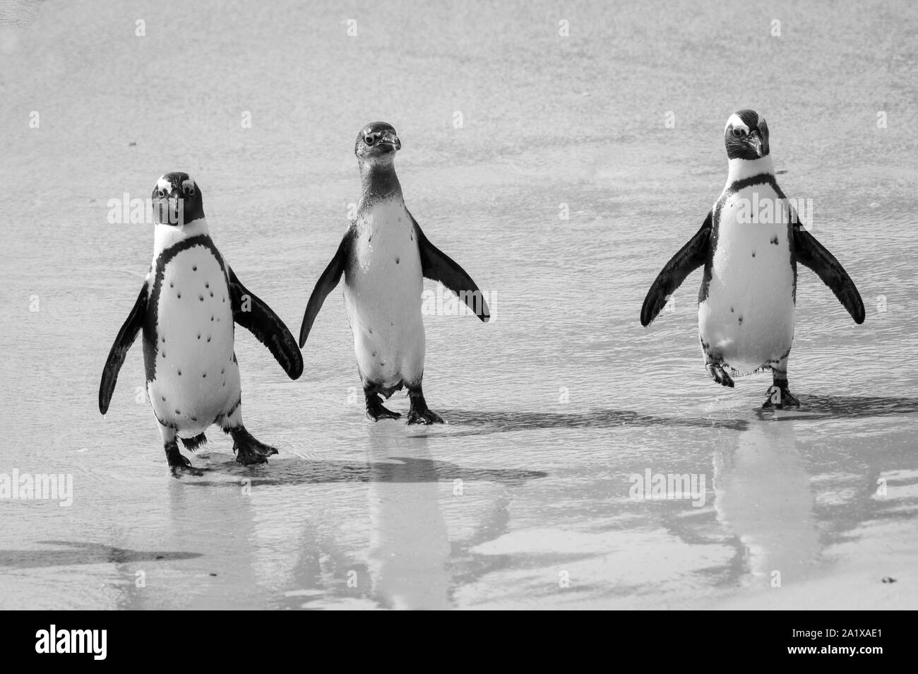 Penguins walking along the beach in Cape Town, South Africa Stock Photo