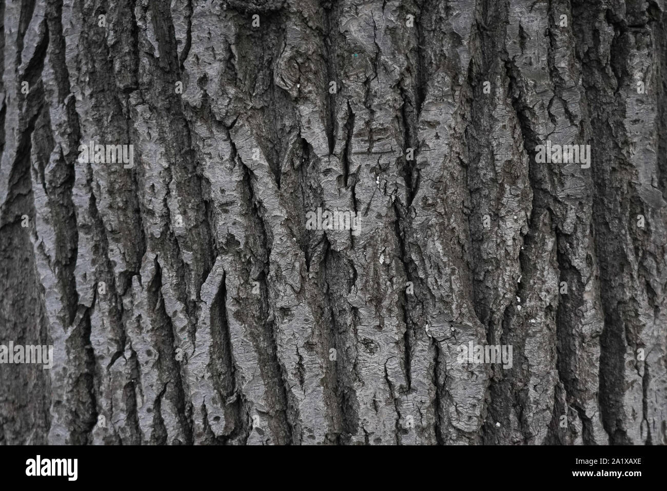 Tree bark, background. Old Wood Tree Texture Background Pattern Stock ...
