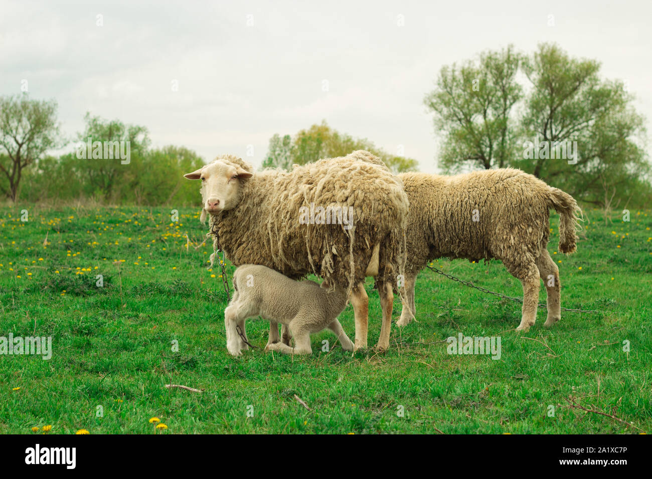 A white sheep grazes in a green meadow. A young sheep eats milk Stock ...