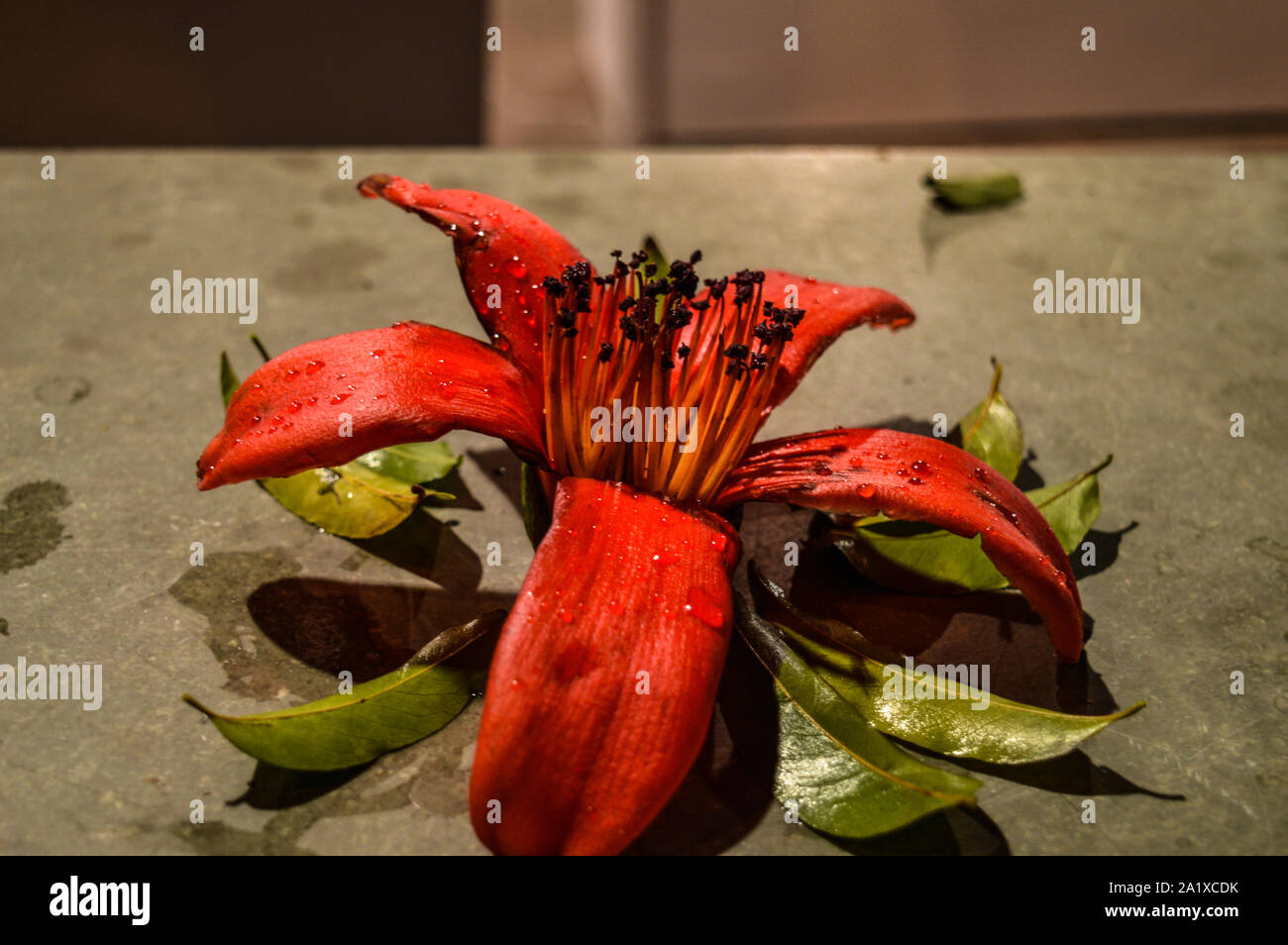 Indian tulip flower hi-res stock photography and images - Alamy