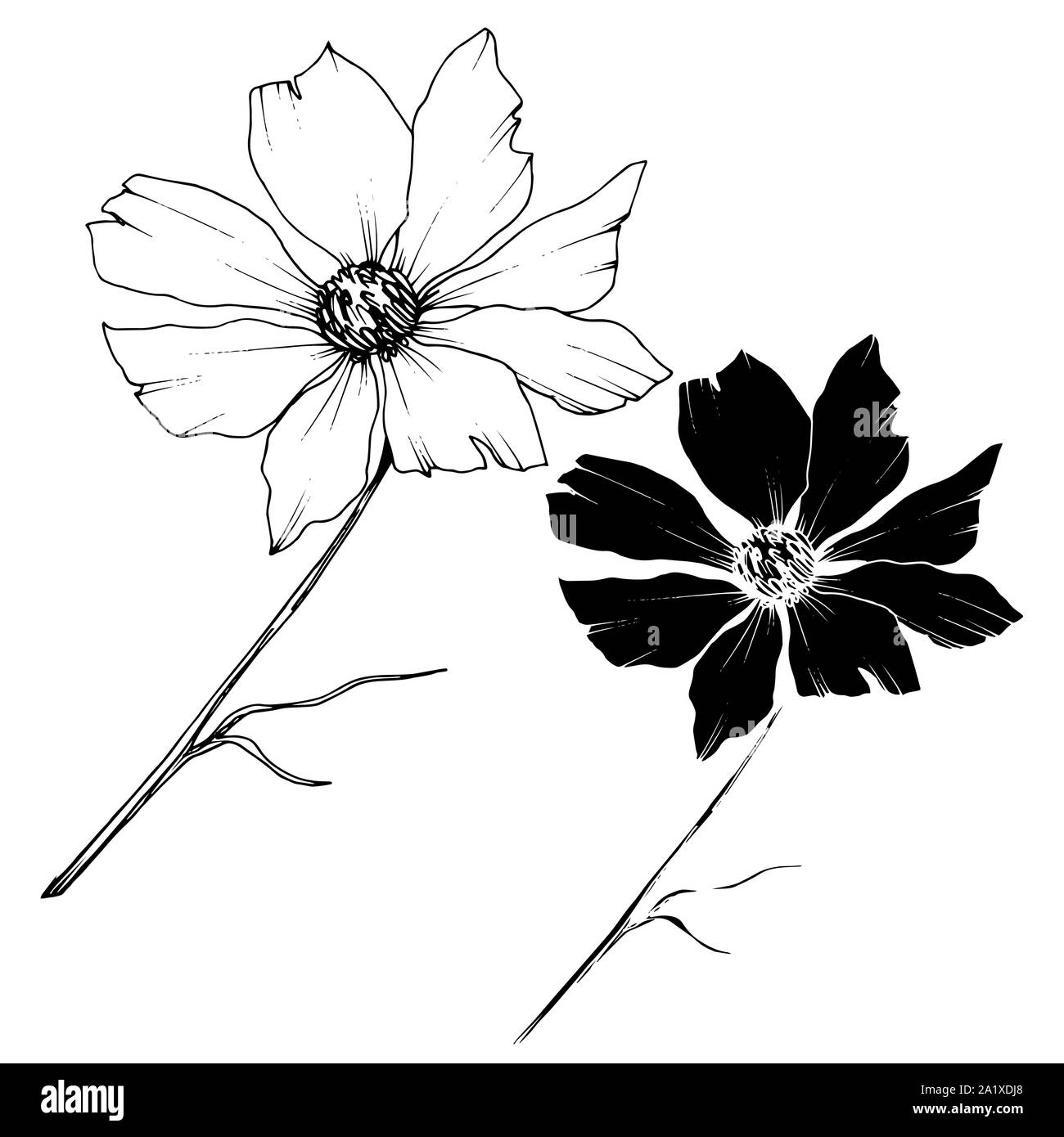 Vector Cosmos floral botanical flowers. Black and white engraved ink ...