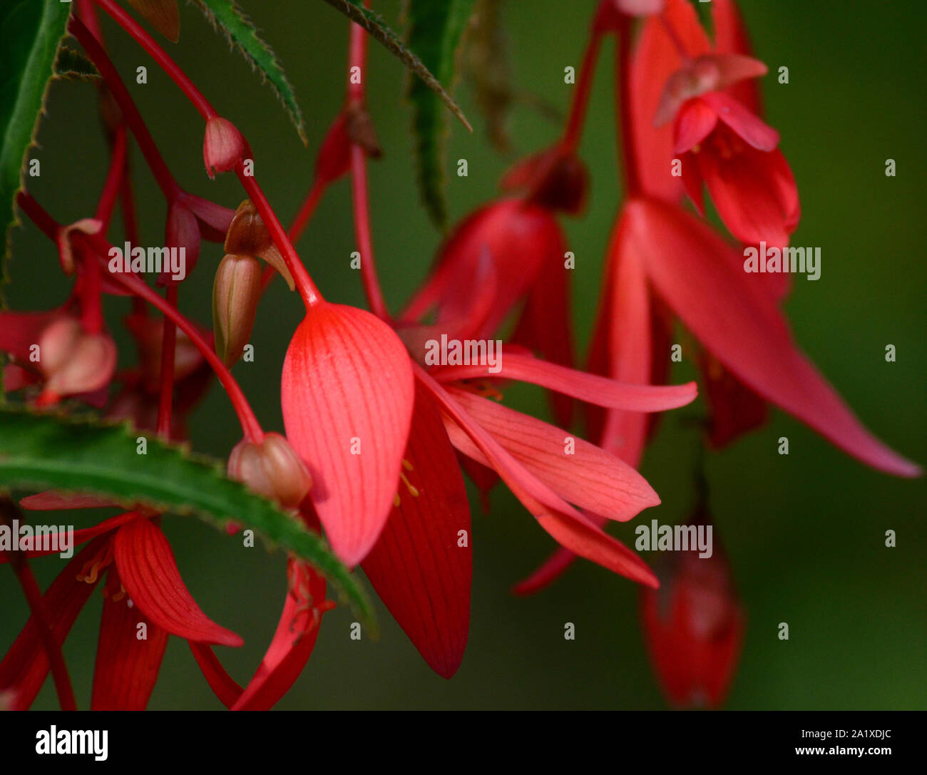 Drooping with flowers hires stock photography and images Alamy
