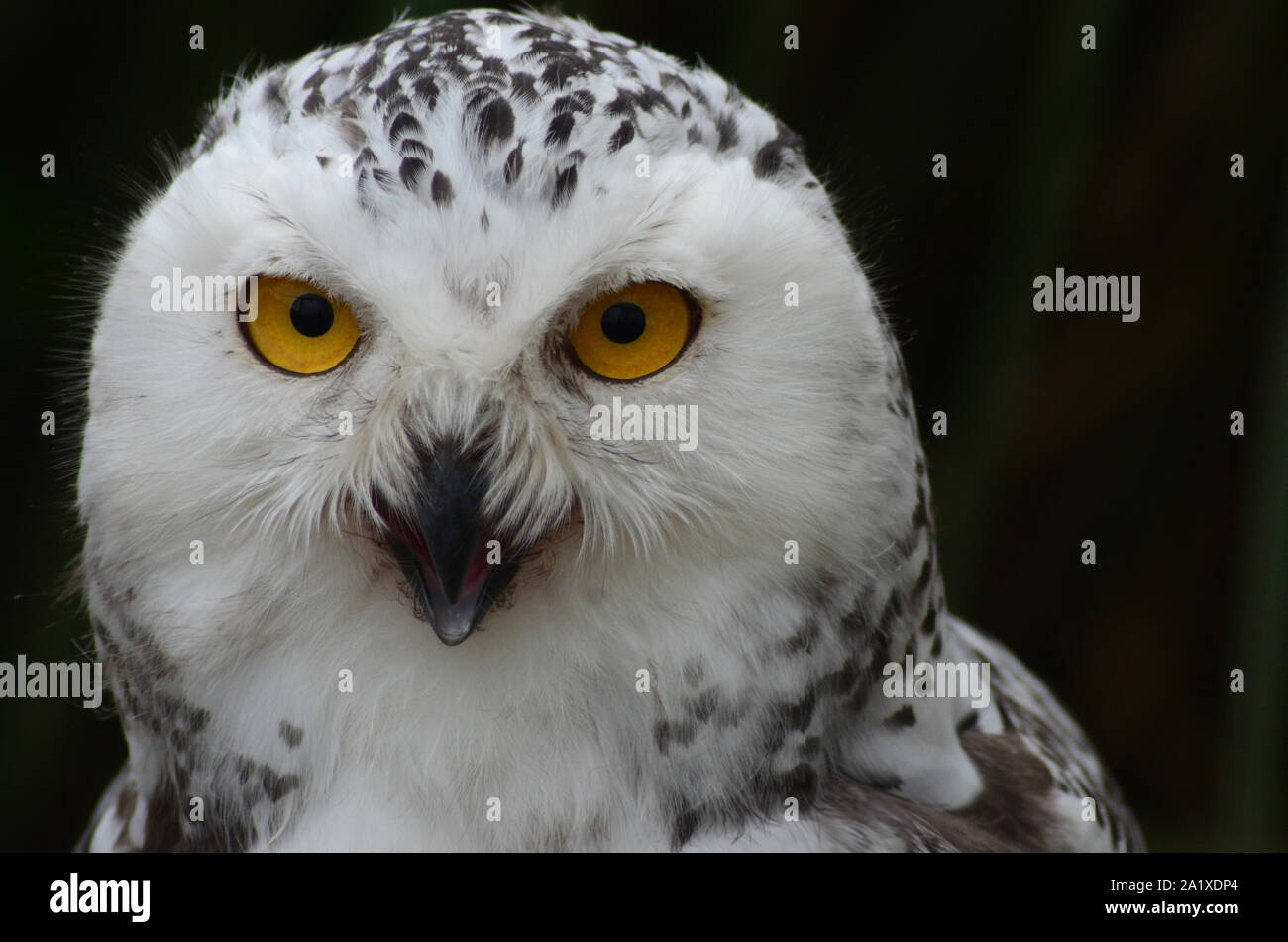 Female Snowy Owl resting Stock Photo - Alamy