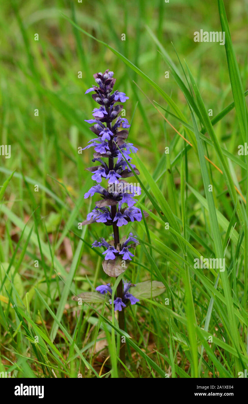 Common Bugle flower within grassland Ajuga reptans Stock Photo Alamy