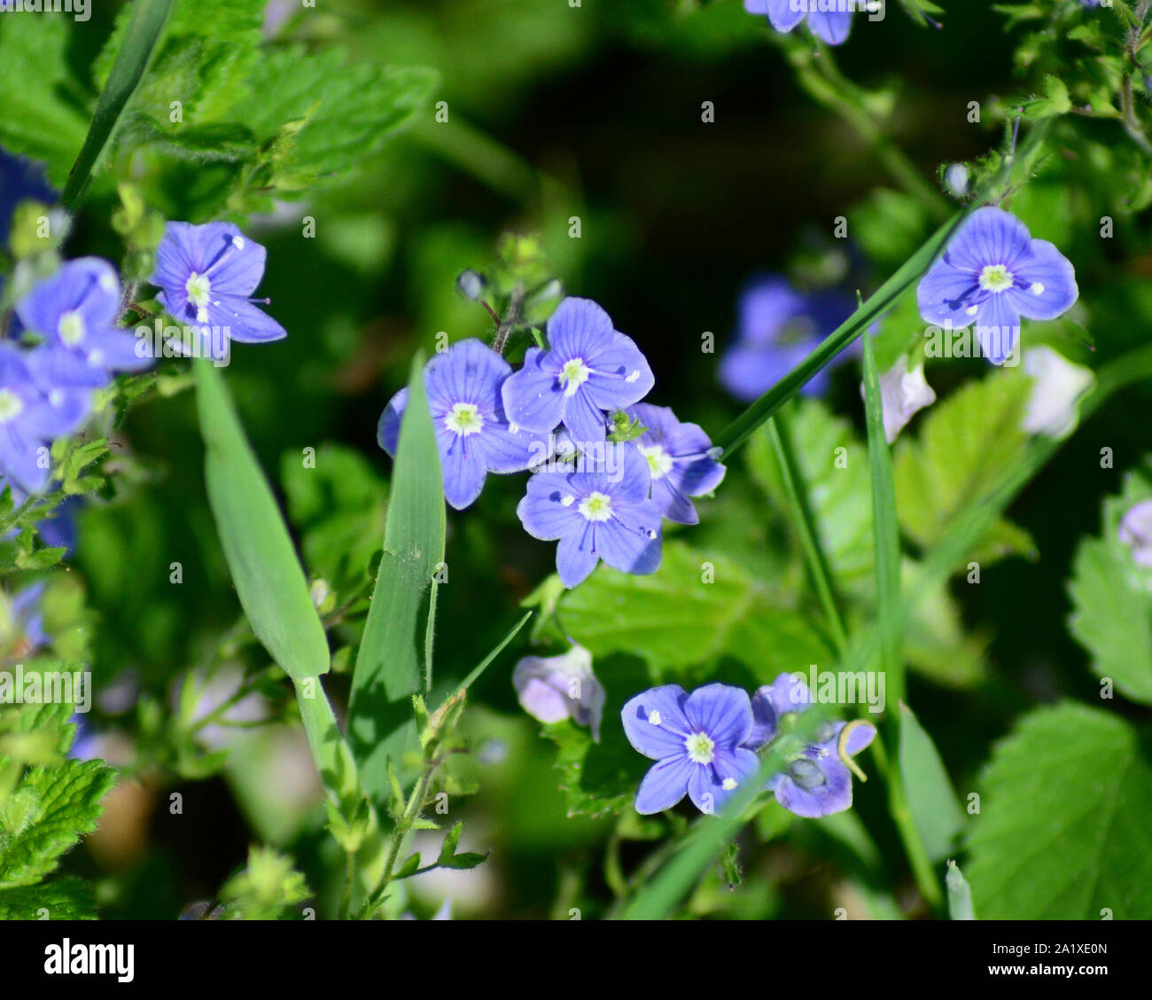 Pretty blue purple Germander Speedwell Veronica chamaedrys flowers and