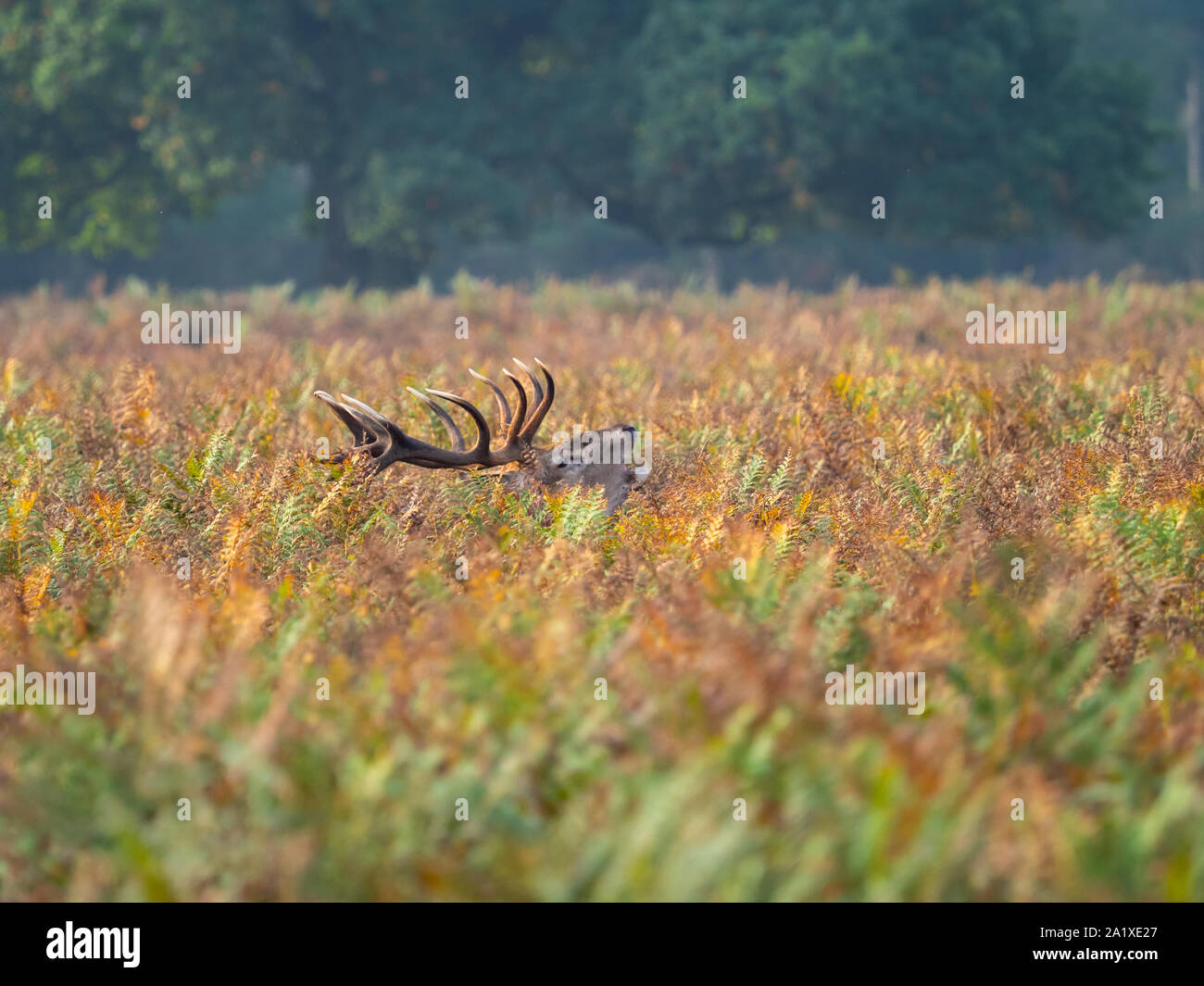 Red Deer Stag in Bracken Stock Photo