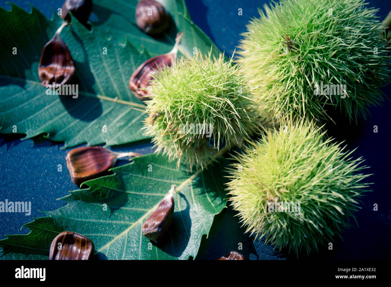 October Chestnut the fruits of the prickly chestnut are ripe in autumn Stock Photo - Alamy
