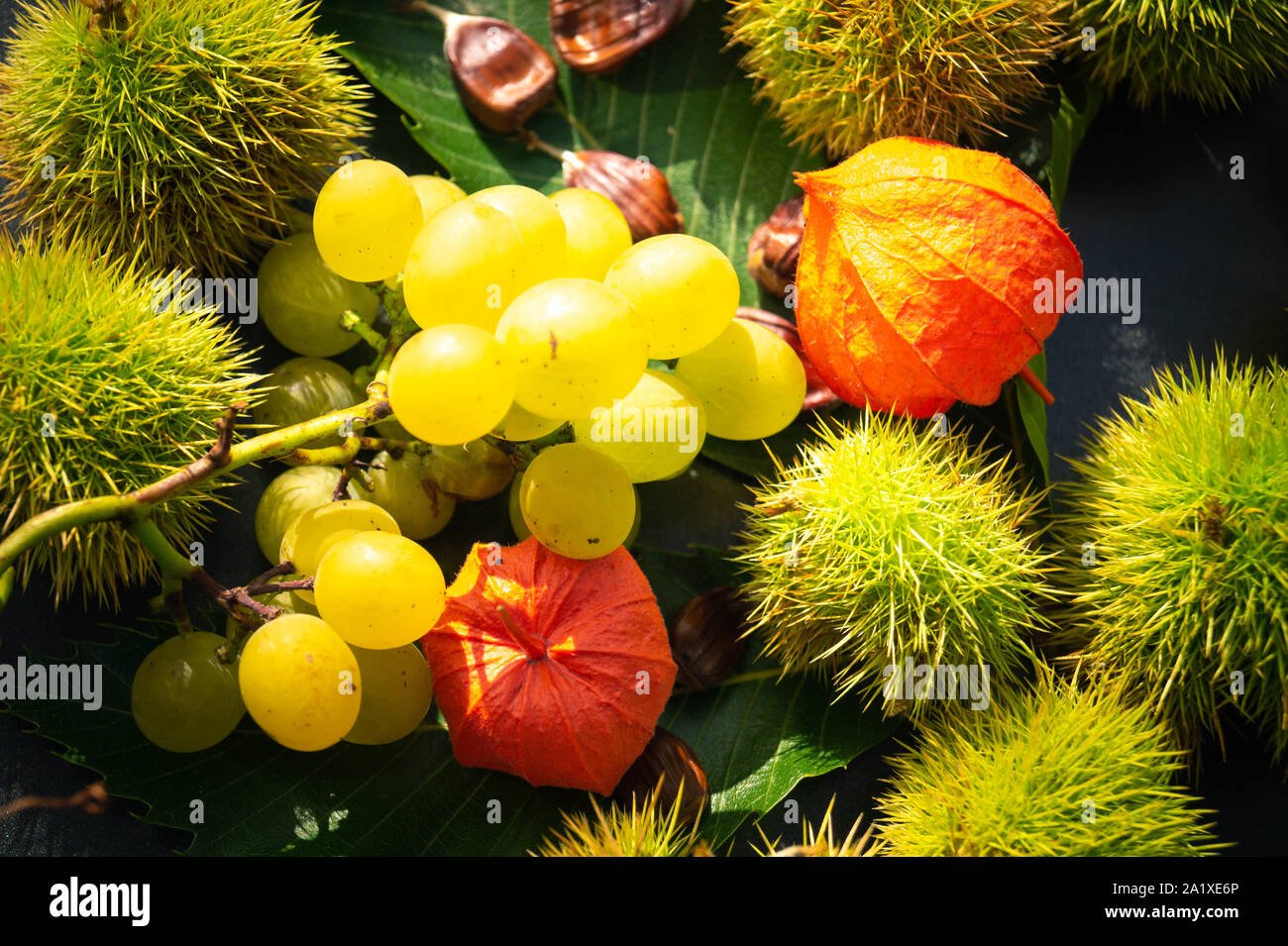 Wild Harvests Kousa Dogwood Another Urban Wonder