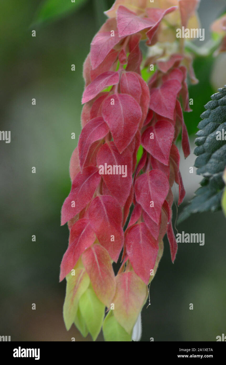 Drooping pink, yellow and green leaves, tropical house plant Stock