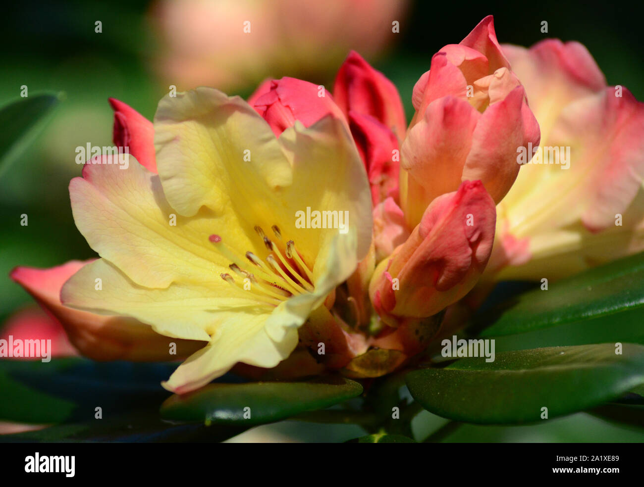 Yellow and pink rhododendron flowers Stock Photo - Alamy