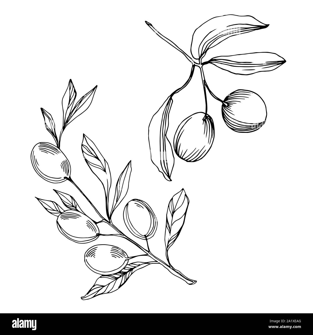 Vector Olive branch with fruit. Black and white engraved ink art ...