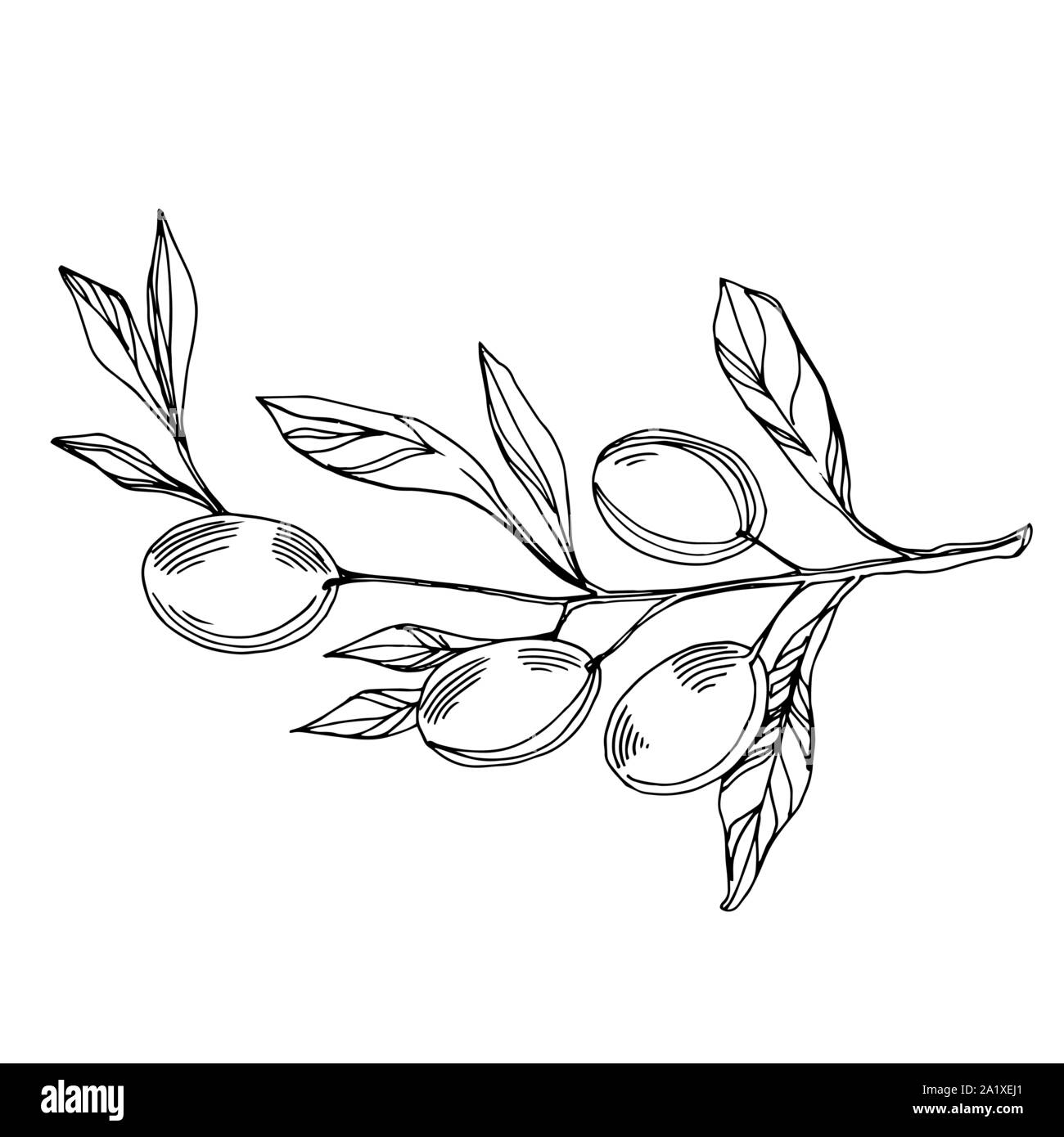 Vector Olive branch with fruit. Black and white engraved ink art ...