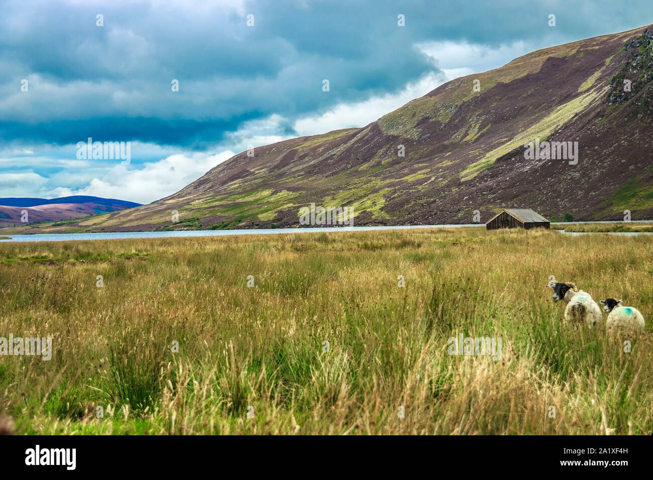Grazing sheep in the meadow. Path around Loch Lee. Angus, Scotland, UK. Cairngorms National Park. Stock Photo