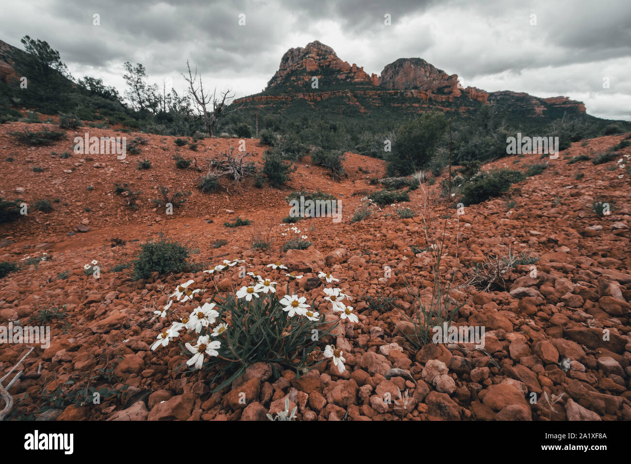 Sedona is a red rock city in Arizona, United States of America, red sandstone formations, travel USA, tourism, beautiful landscape, popular place for Stock Photo