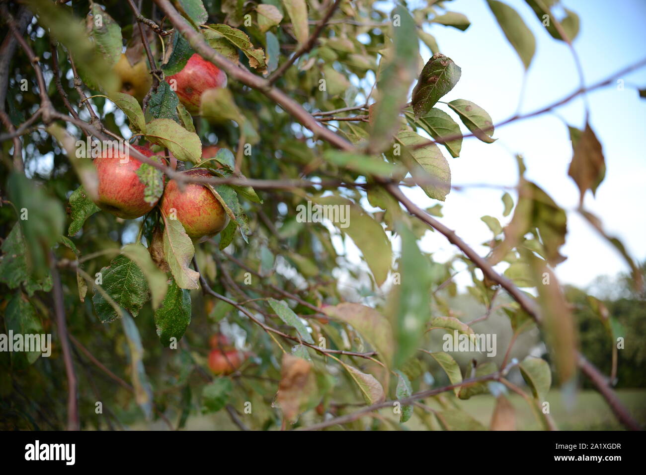 web ,blog,photography Stock Photo