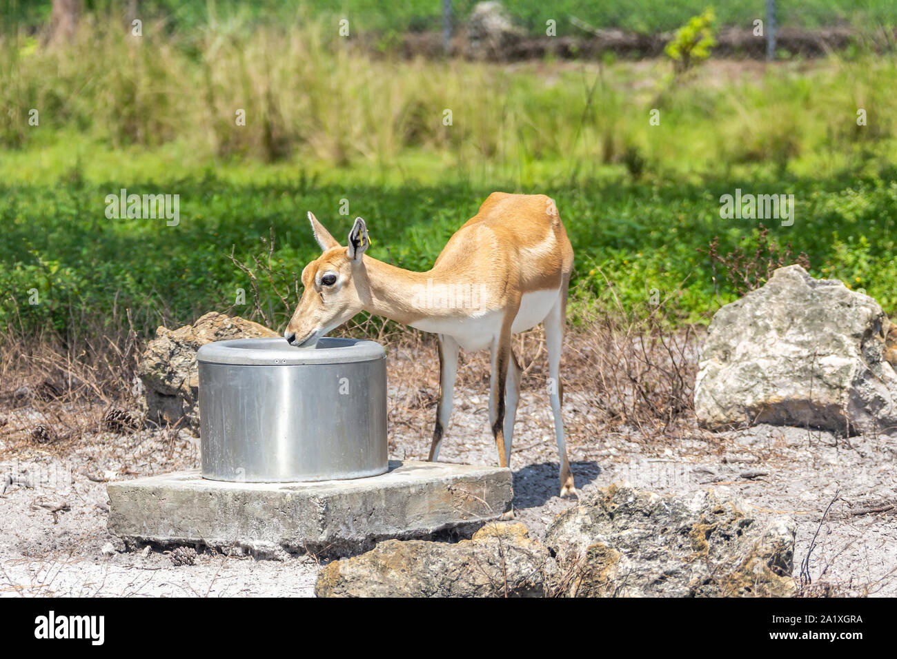 Ear tag deer hires stock photography and images Alamy