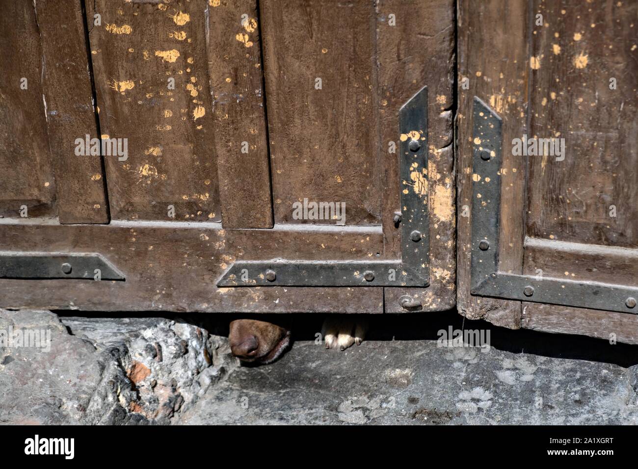 A guard dog sticks his nose under wooden doors at a private residence on Aparicio Street in the historic center of San Miguel de Allende, Guanajuato, Mexico. Stock Photo