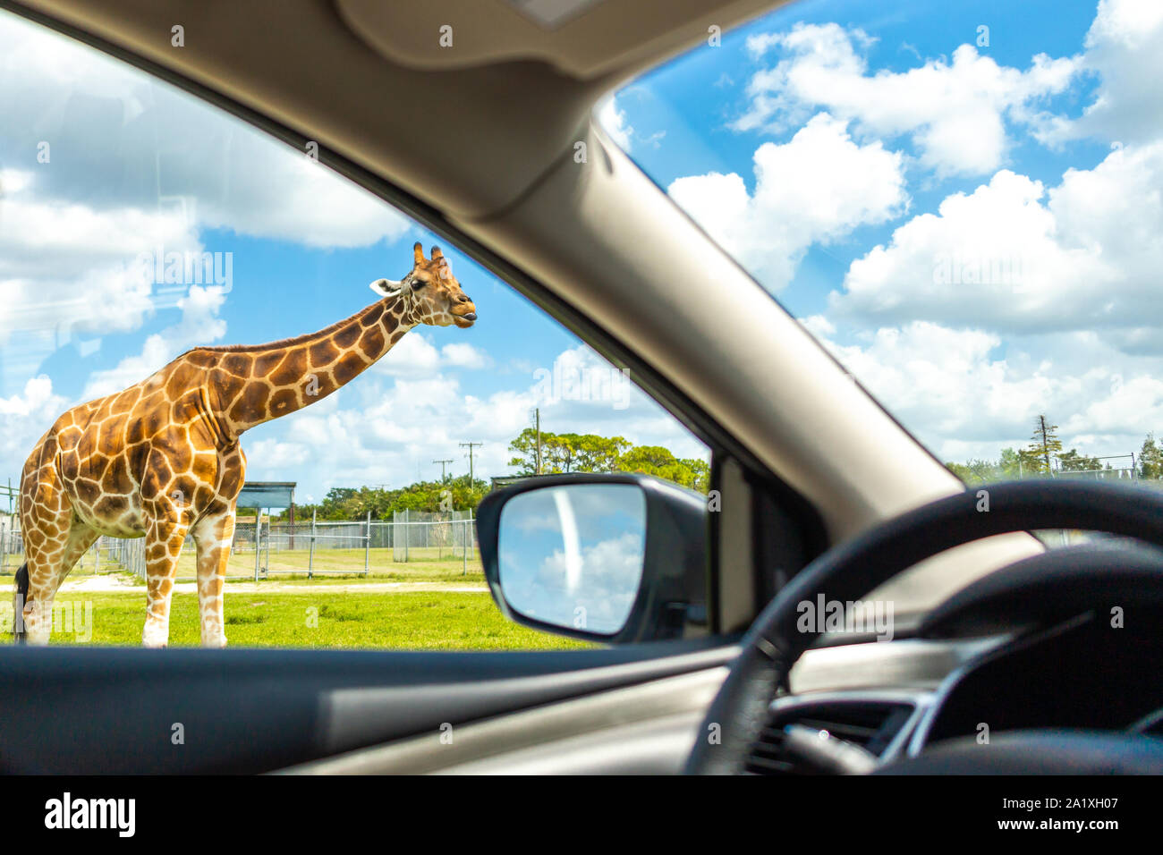 Drive through safari hires stock photography and images Alamy