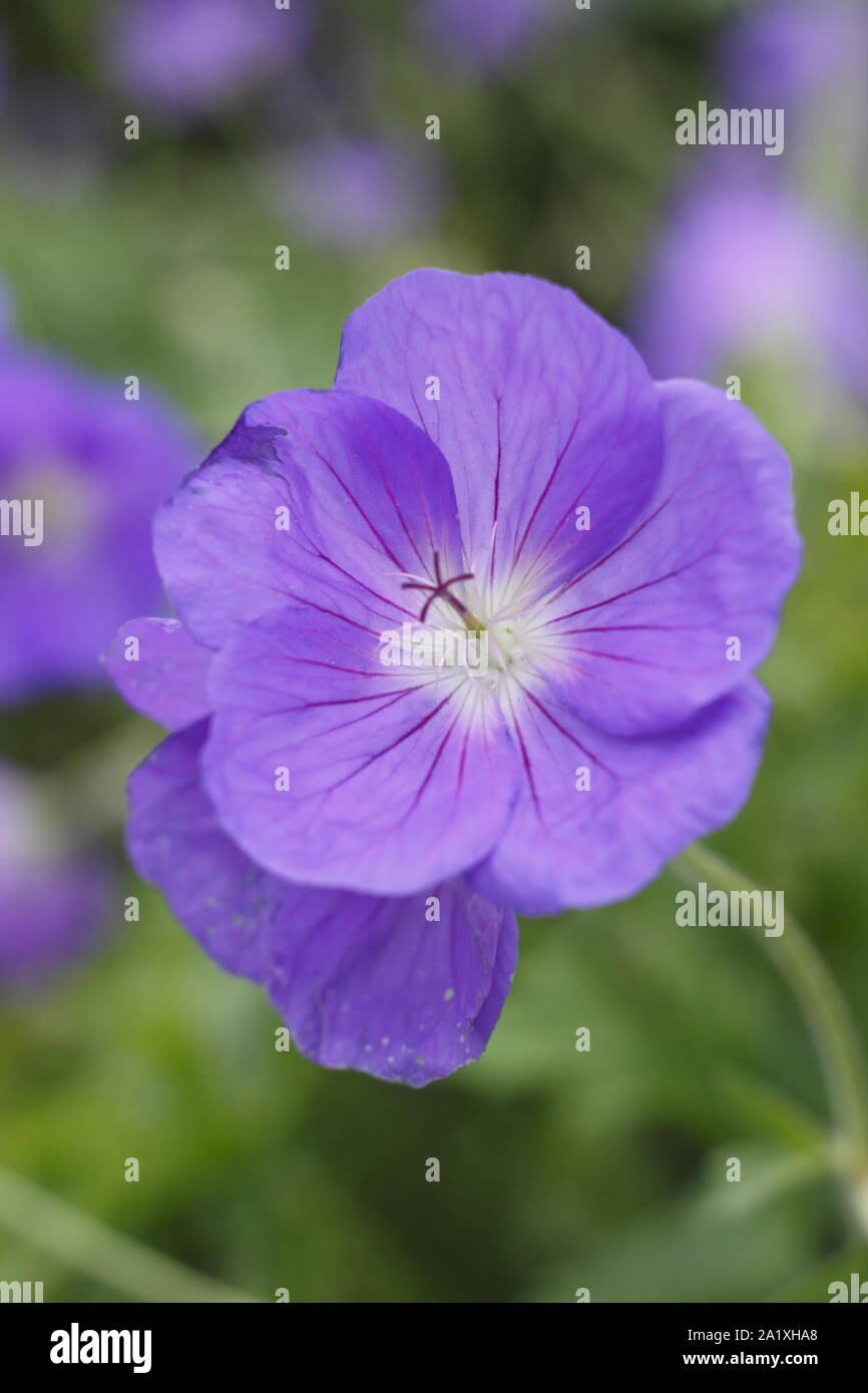 Geranium 'Orion', a spreading perennial, flowering in early autumn. UK. AGM Stock Photo