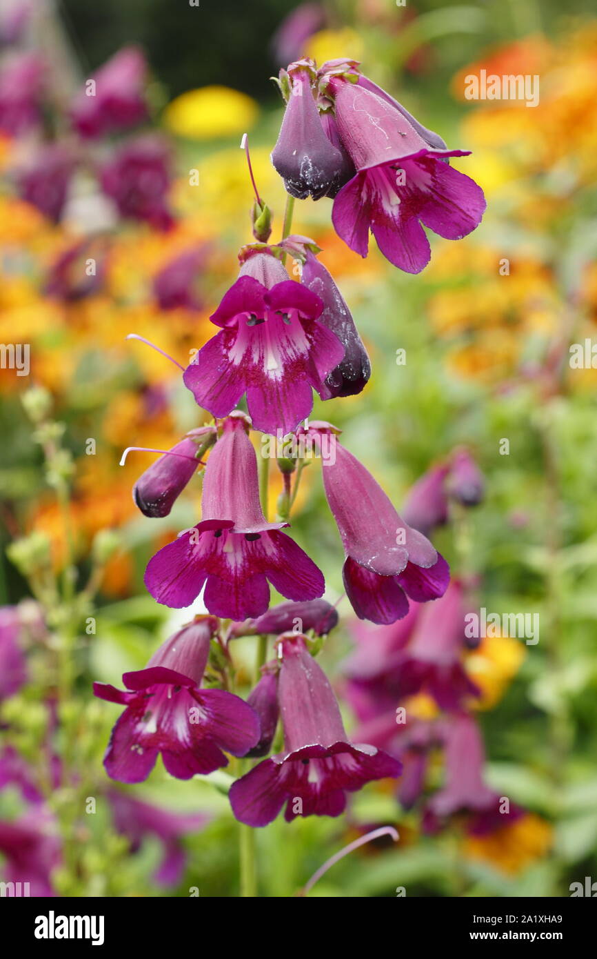 Deep purple blossoms of Penstemon 'Raven' in early autumn planted with heleniums. UK Stock Photo