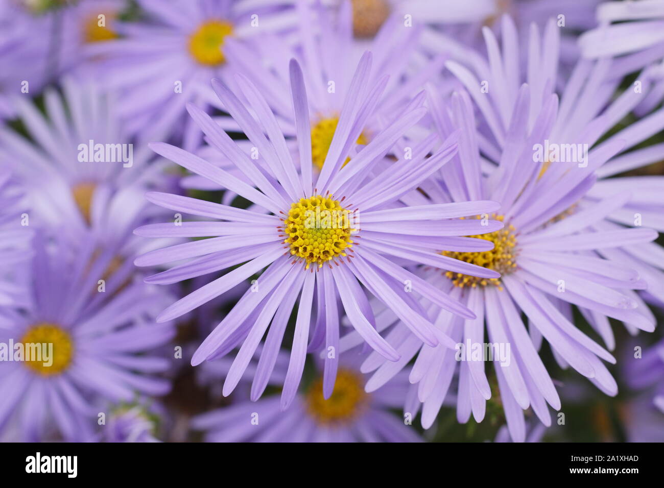 Aster x frikartii 'Monch Michaelmas daisy flowering in an early autumn garden border. UK Stock Photo