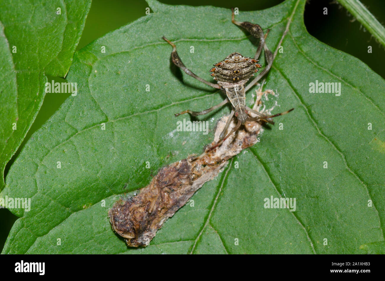 Leaf-footed Bug, Family Coreidae, nymph probing bird dropping Stock Photo