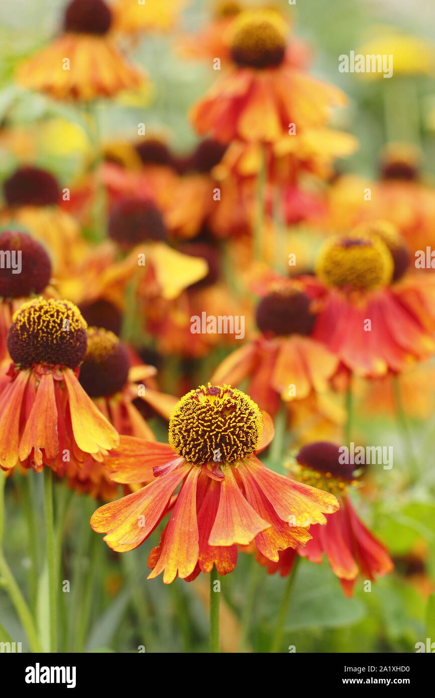 Helenium 'Moerheim Beauty'. Drift planting of Sneezeweed flowers in September. UK Stock Photo