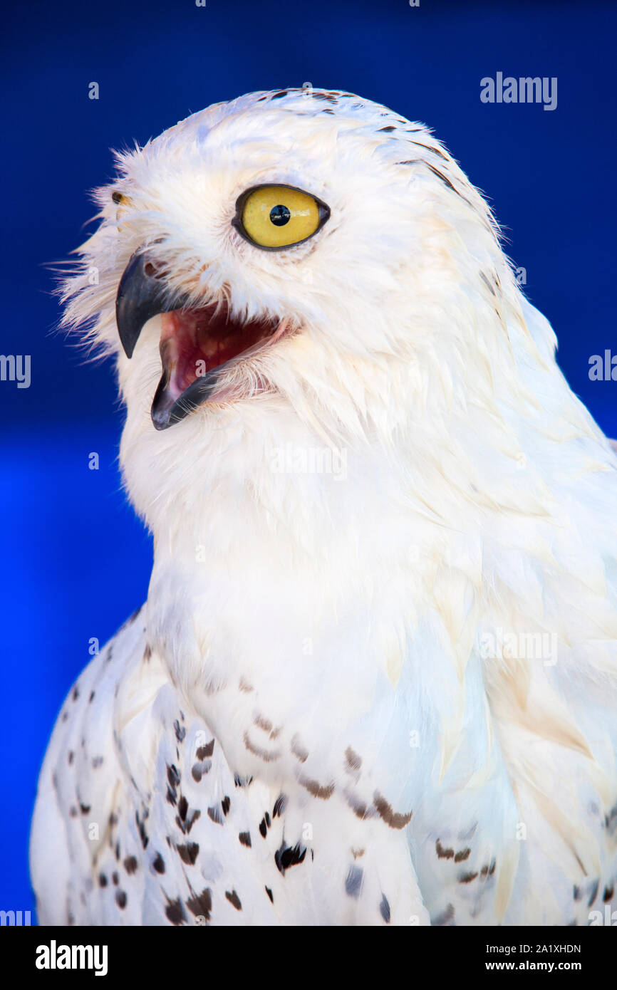 Snowy owl head shot or Bubo scandiacus. Isolated over blue background Stock Photo