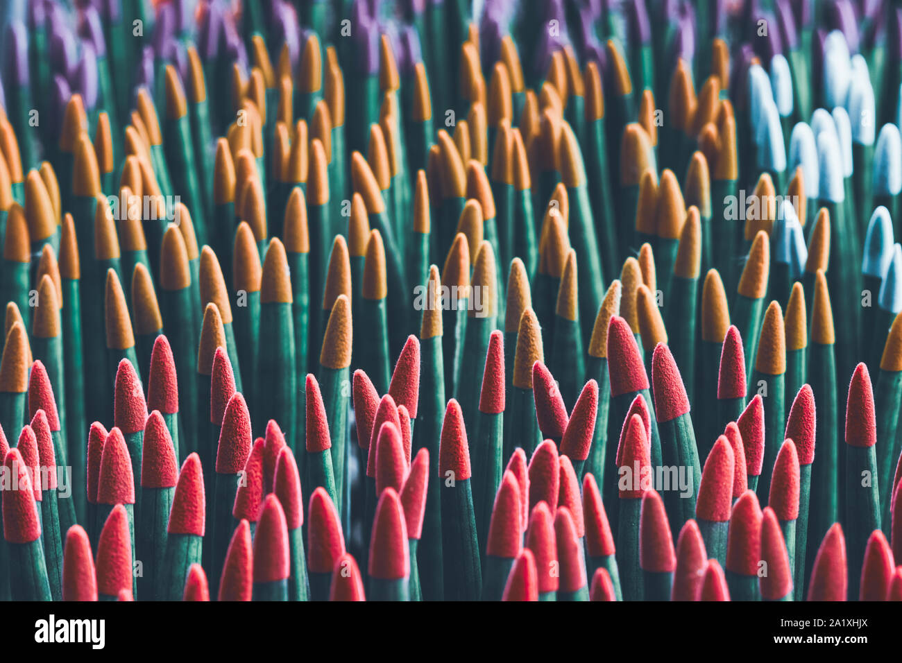 Colorful texture background of Sansevieria Stuckyi tree or Sansevieria Cylindrica Bojer tree. Common Spear Plant Spear Sansevieria. Stock Photo