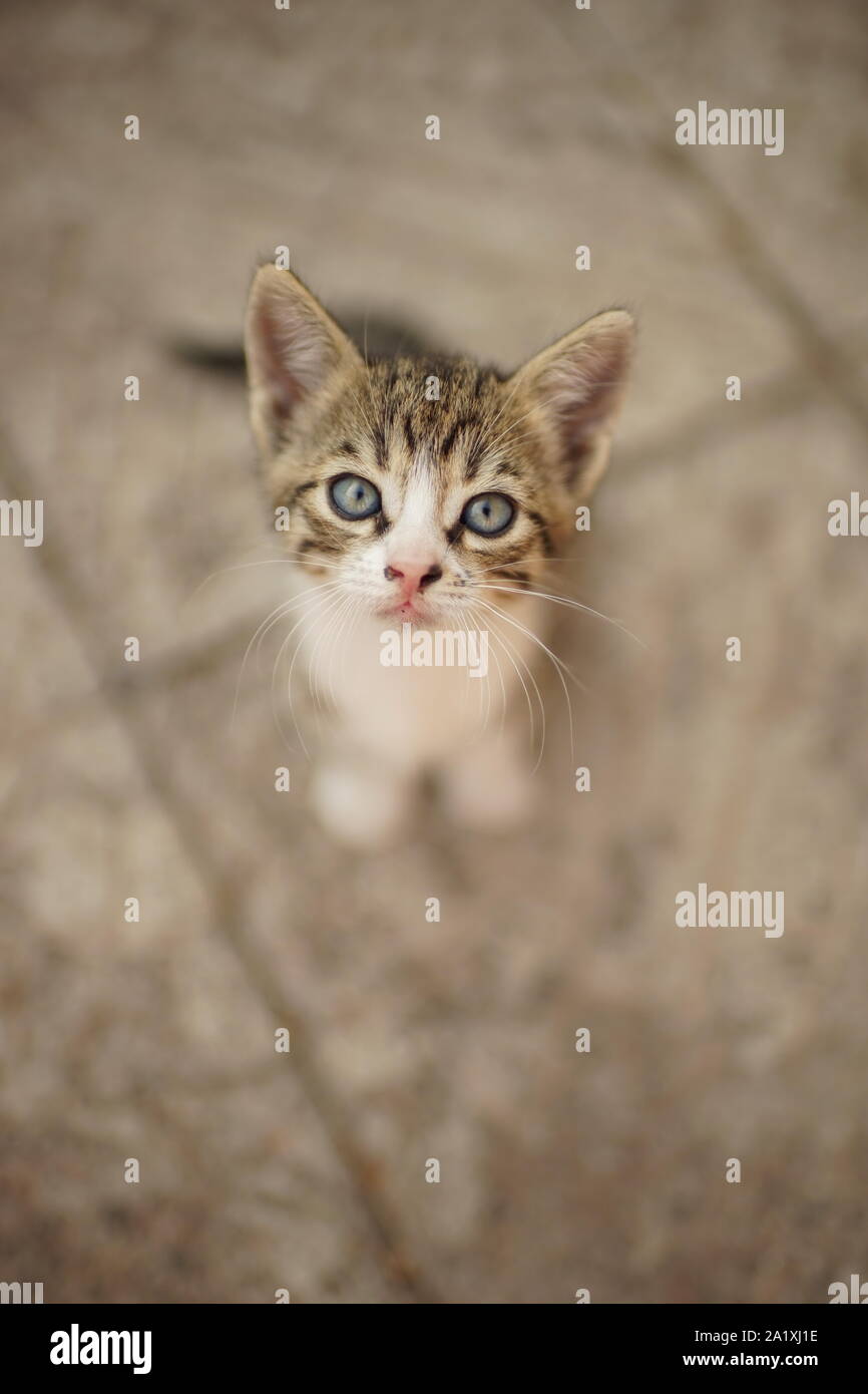 gray-white tabby kitten sitting in the yard on a stone floor, portrait