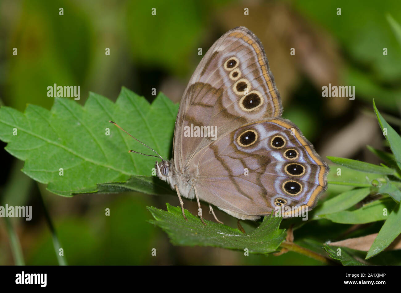 Northern Pearly-eye, Lethe anthedon Stock Photo