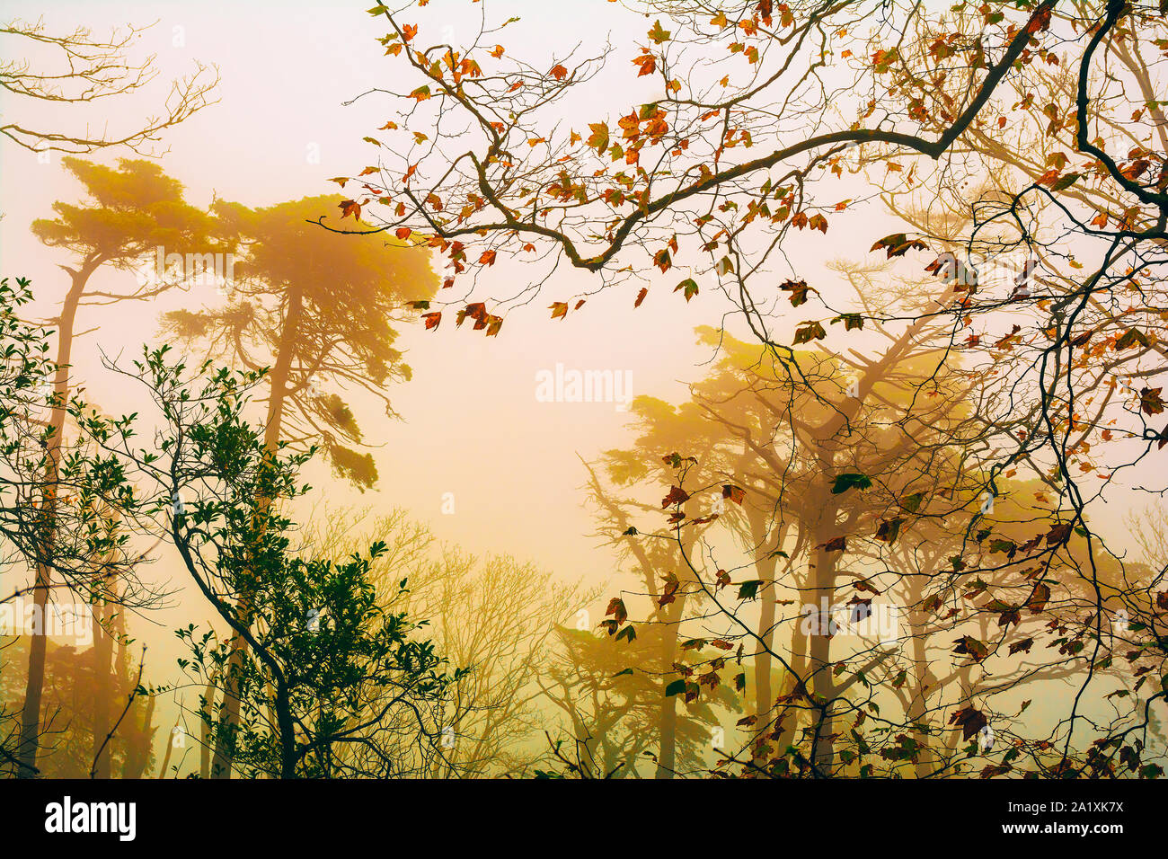 Beautiful misty forest hi-res stock photography and images - Alamy