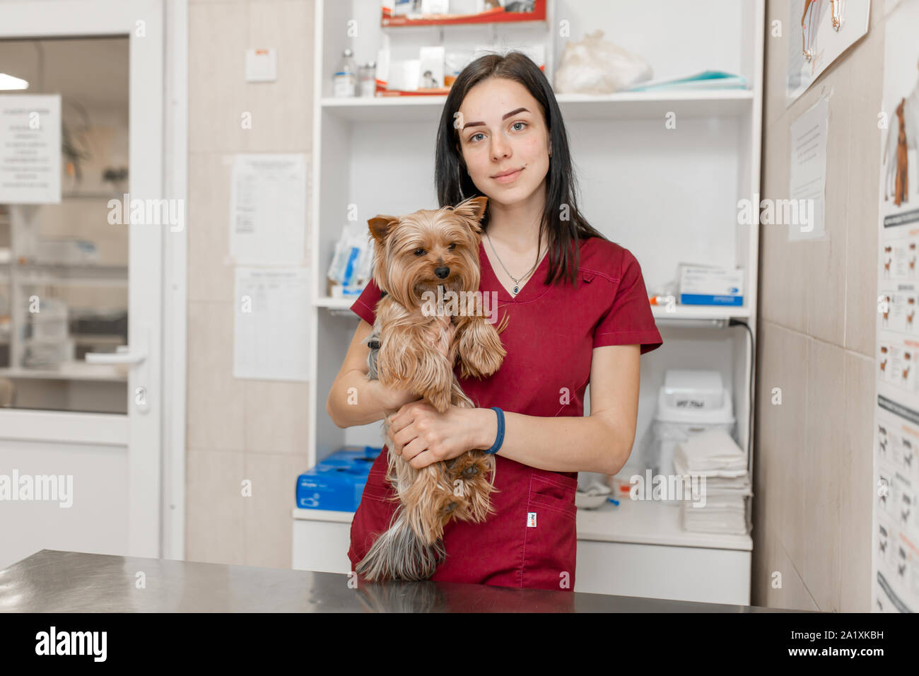 Portrait of young caucasian woman veterinary doctor hold yorkshire terrier  Stock Photo - Alamy