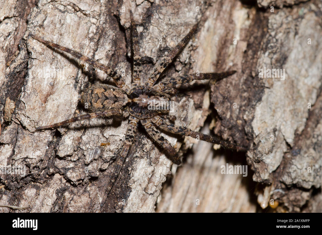 Wolf Spider, Gladicosa pulchra, camouflaged on tree bark Stock Photo