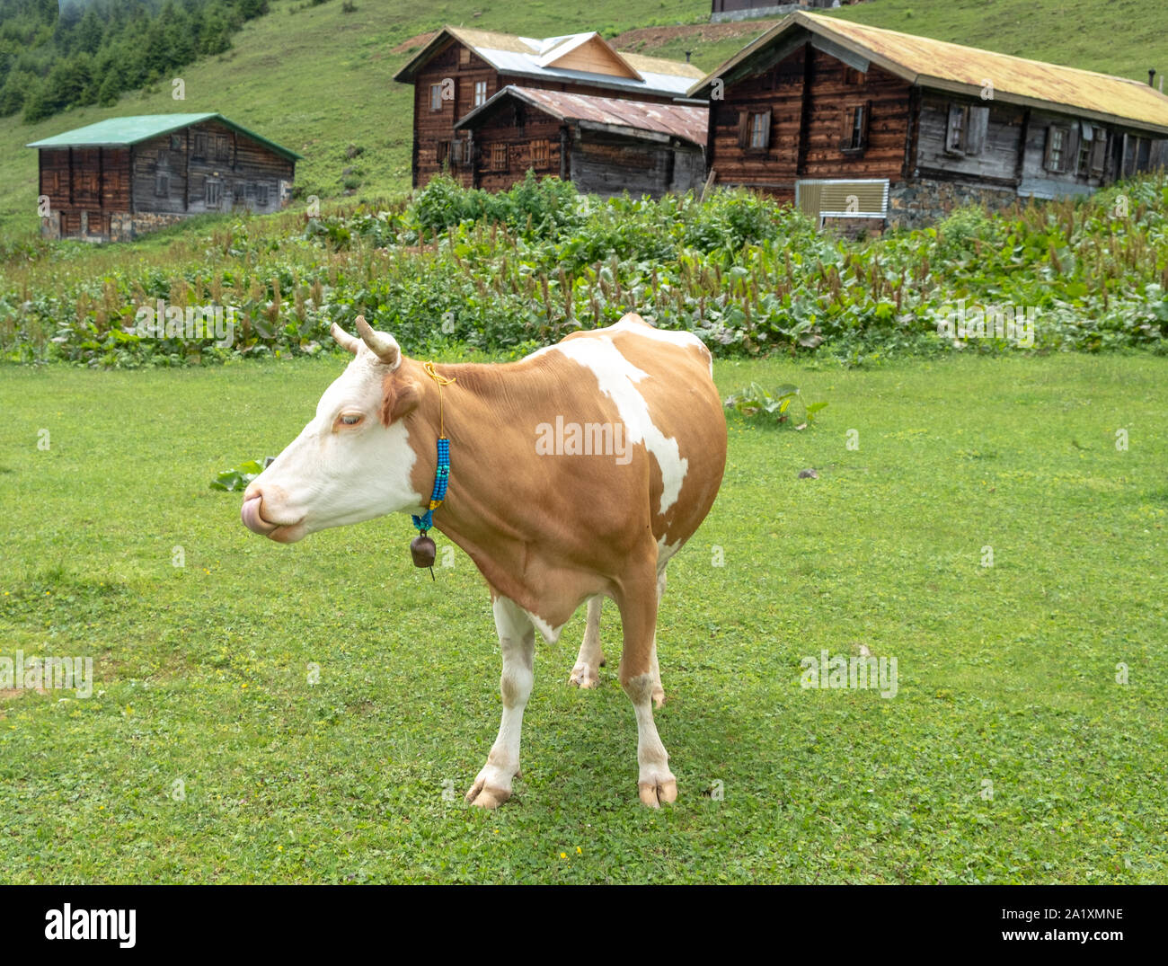 Cow grazing the fresh grass Stock Photo - Alamy
