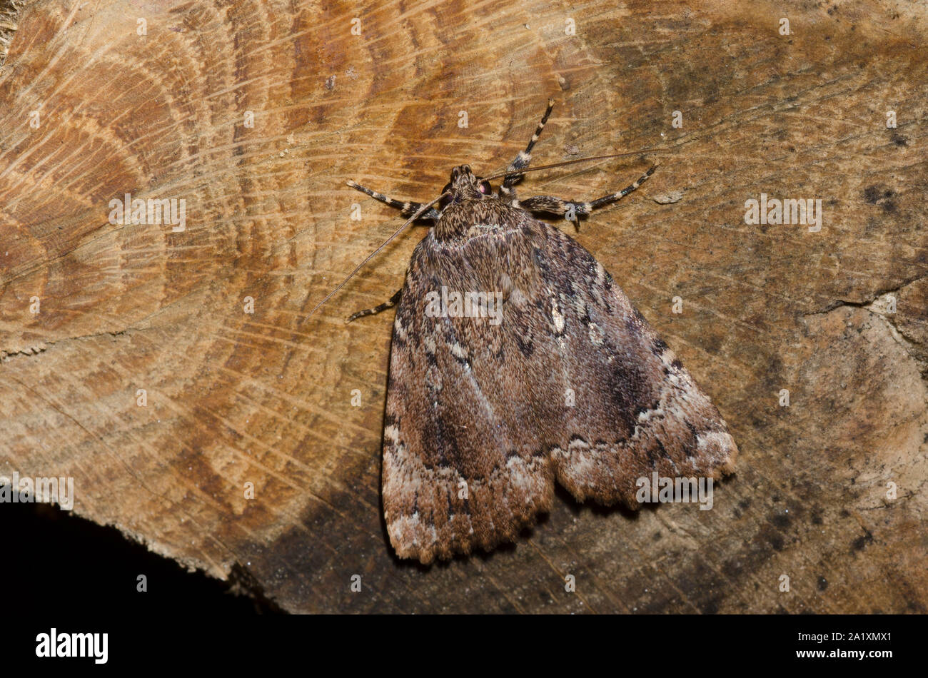 Copper Underwing, Amphipyra pyramidoides, a type of moth perched on firewood Stock Photo