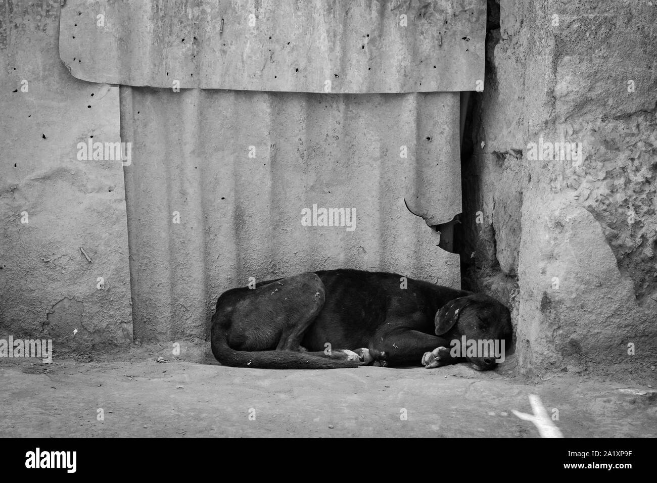 Abandoned street dog sleeping next to concrete and metal wall. Stock Photo