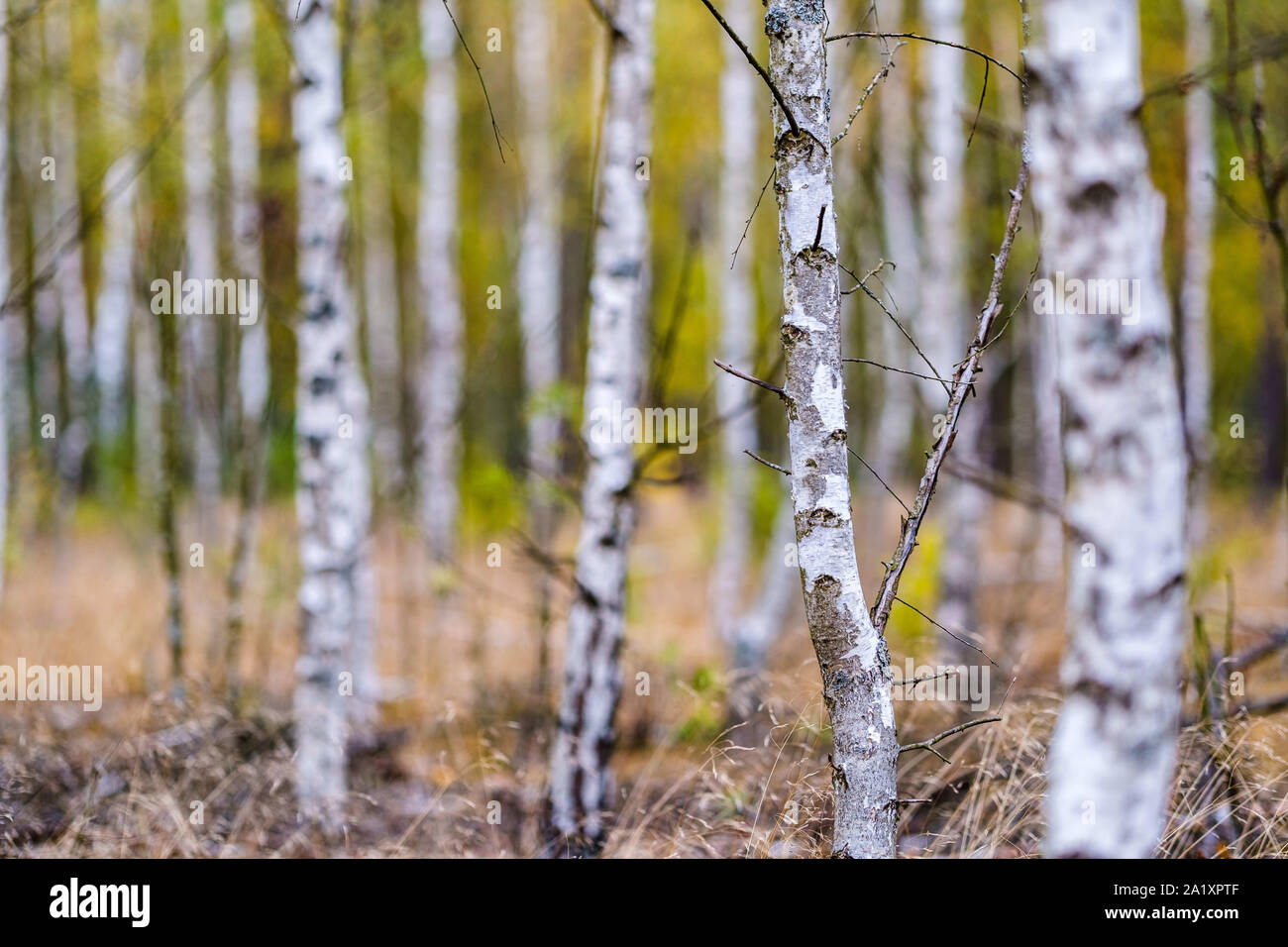 Birchwood in winter hires stock photography and images Alamy
