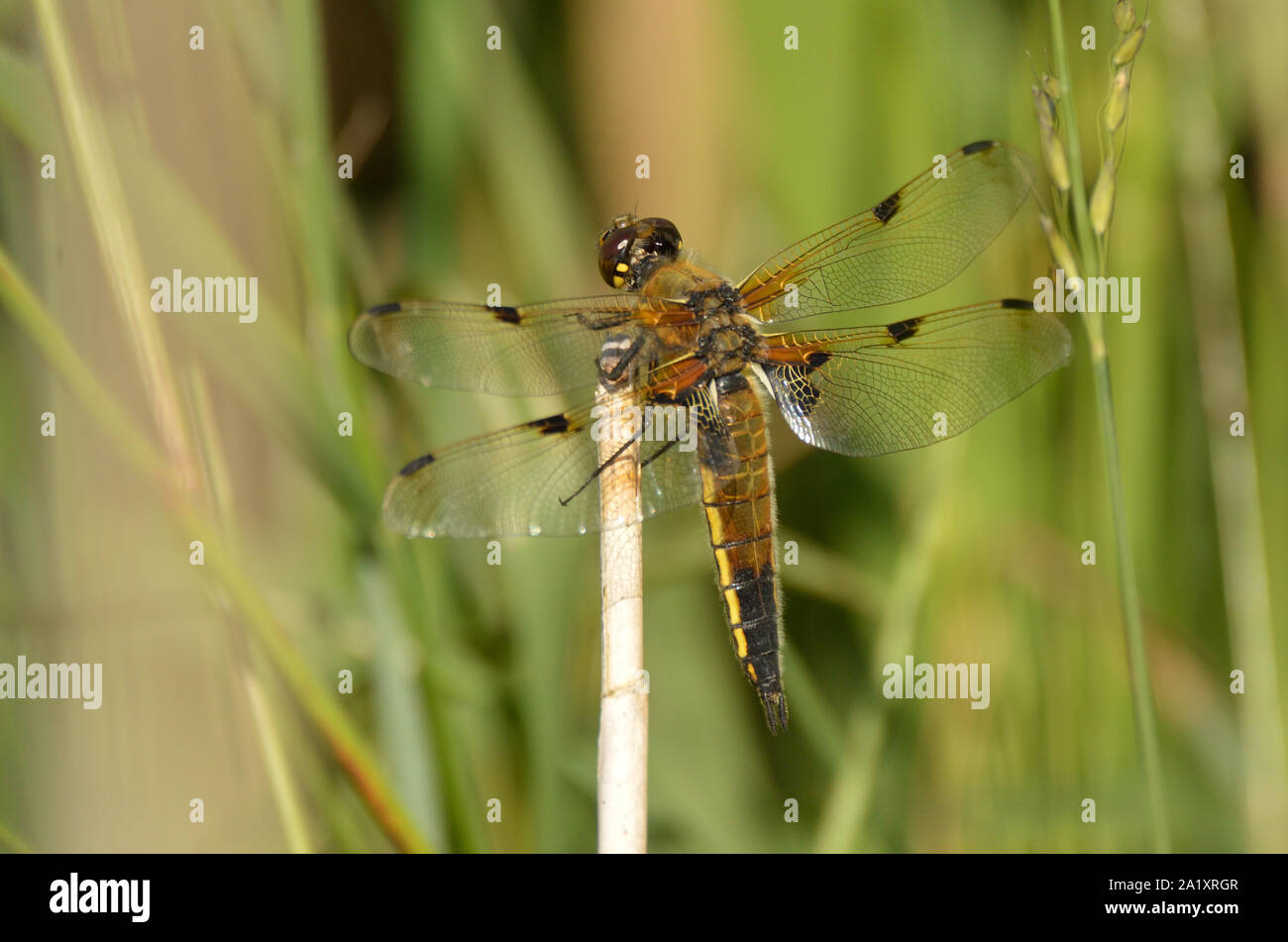 Four-spotted Chaser dragonfly resting on a cut reed stem. Kent, England, UK. Stock Photo