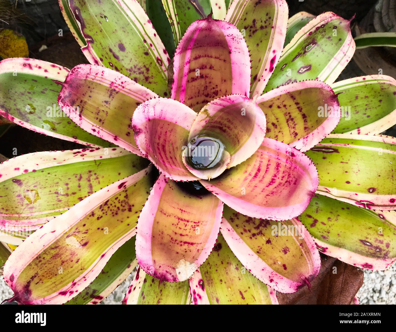 A pink and green tropical succulent plant with spines and a pool of water collecting in it; background Stock Photo