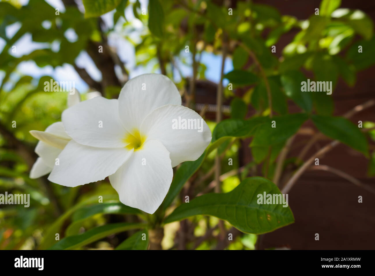 A white tropical  frangipani flower in front of a bungalow in Fakarava, French Polynesia Stock Photo